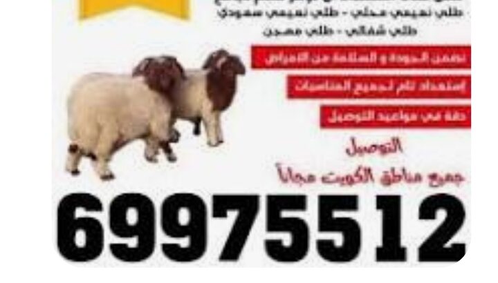 ذبايح للبيع 69975512 مع قصاب